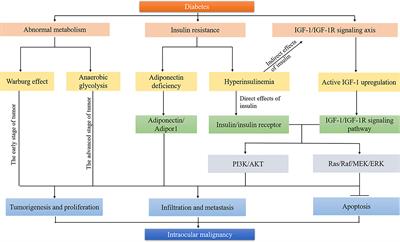 New insights into the prognosis of intraocular malignancy: Interventions for association mechanisms between cancer and diabetes